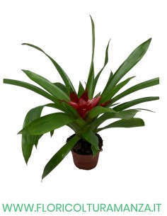 guzmania vaso 9