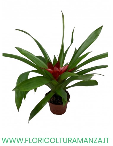 guzmania vaso 9