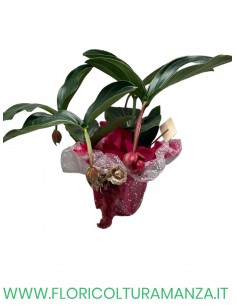 medinilla magnifica
