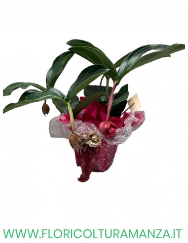 medinilla magnifica