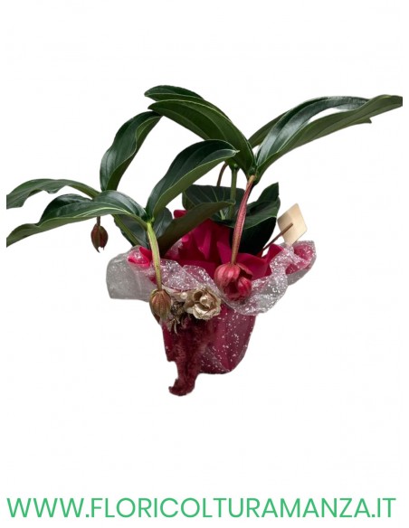 medinilla magnifica