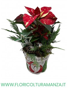 VASO MERRY CHIRSTMAS