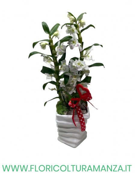 DENDROBIUM