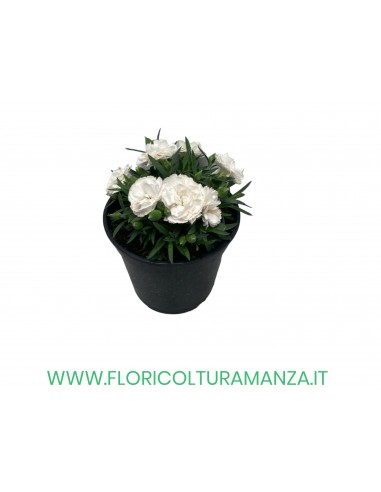 🌸 Dianthus
