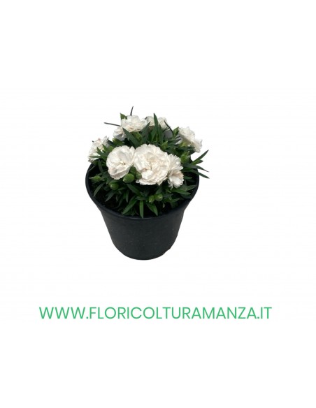 🌸 Dianthus