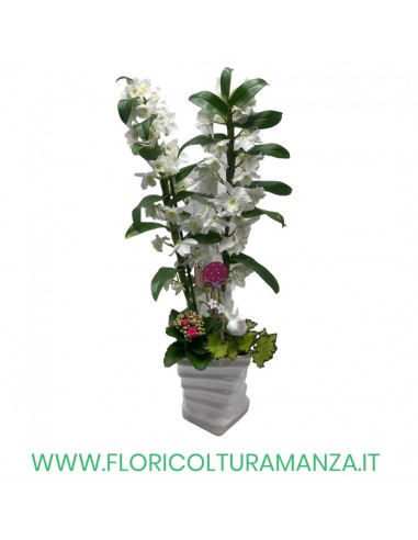 DENDROBIUM