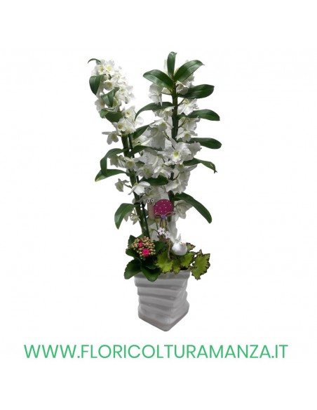 DENDROBIUM