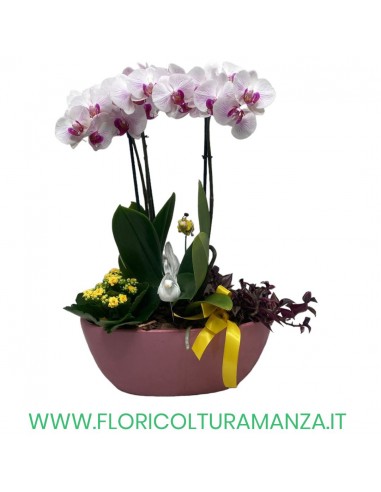 PHALENOPSIS