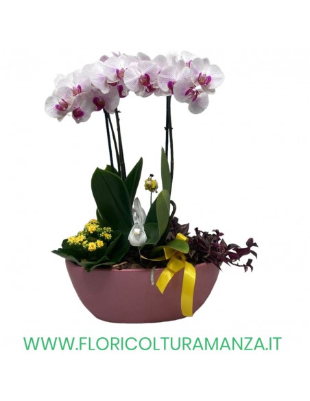 PHALENOPSIS