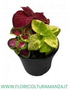 🌿 Coleus Tris