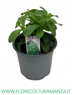 🌿 Stevia