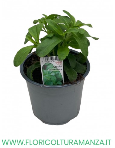 🌿 Stevia