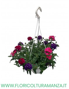 verbena 3 colori