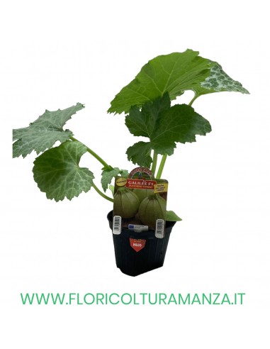 ZUCCHINO TONDO F1 GALILEE