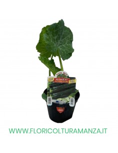 ZUCCHINO SCURO ALOHA F1