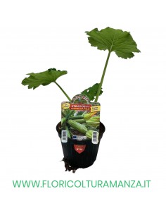 ZUCCHINO CHIARO DA PALO STRATOS F1