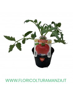 POMODORO HONEY MOON F1 IL MIGLIORE IN INSALATA