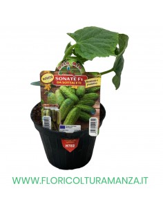CETRIOLO DA SOTTACETI SONATE F1