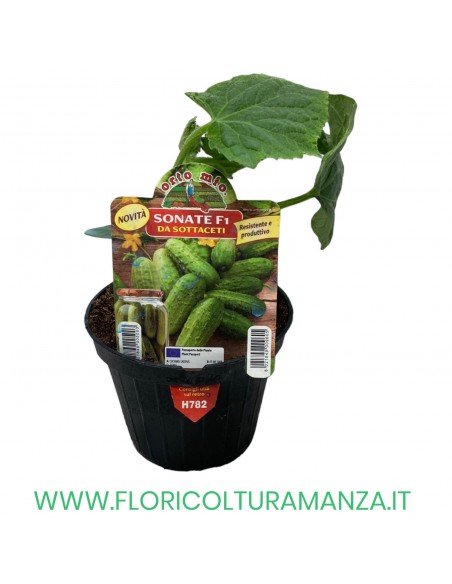 CETRIOLO DA SOTTACETI SONATE F1