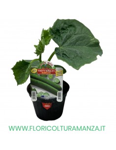 CETRIOLO BURPLESS TASTY KING F1 digeribile