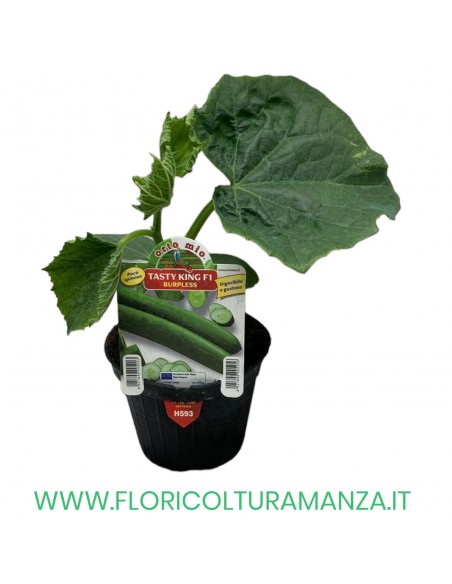 CETRIOLO BURPLESS TASTY KING F1 digeribile