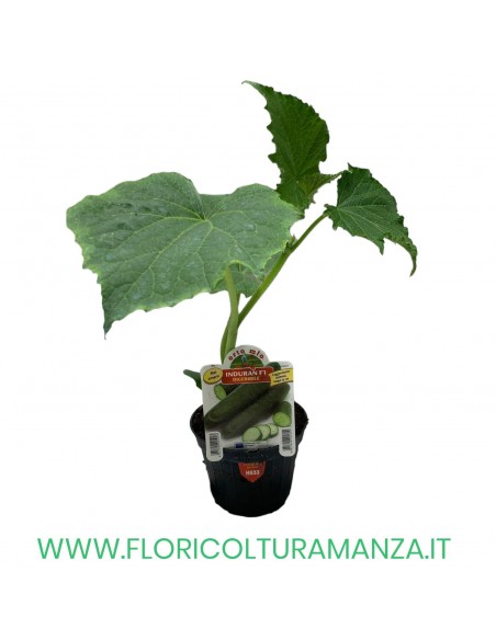 CETRIOLO INDURIAN F1 DIGERIBILE