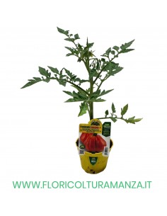 POMODORO INNESTATO CUOR DI BUE ALBENGA