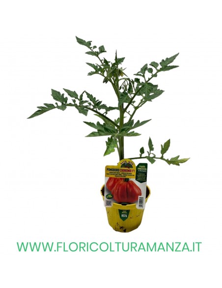 POMODORO INNESTATO CUOR DI BUE ALBENGA