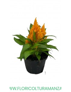 🌺 Celosia
