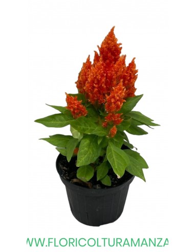 🌺 Celosia