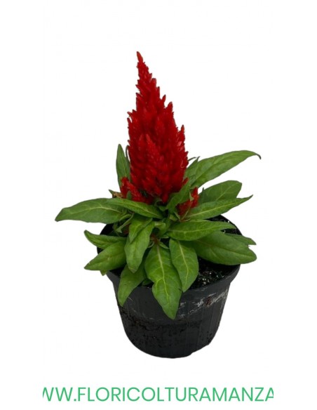 🌺 Celosia