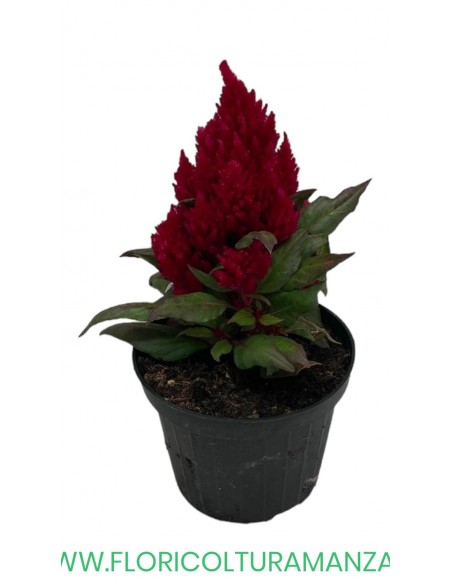🌺 Celosia