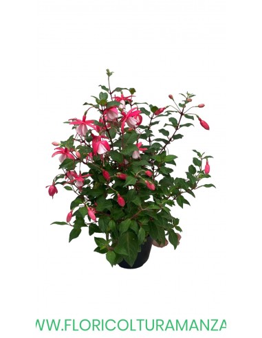 🌸 Fucsia  Ø14