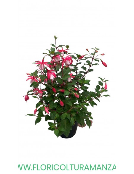 🌸 Fucsia  Ø14