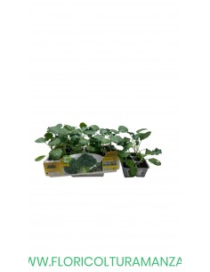 🥦 Cavolo Broccolo