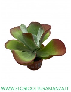 kalanqua thyrsiflora vaso cm 14