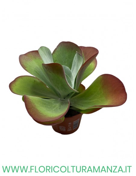 kalanqua thyrsiflora vaso cm 14
