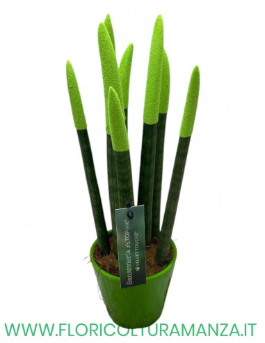 SANSEVIERIA DIAM 8.5 IN VASO DI CERAMICA