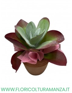 KALANQUA THYRSIFLORA IN VASO DI COTTO