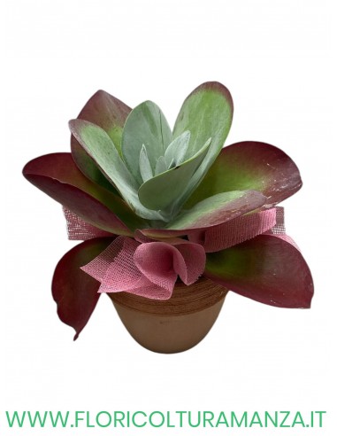 KALANQUA THYRSIFLORA IN VASO DI COTTO