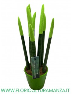 SANSEVERIA  IN VASO DI CERAMICA DIAM. 8.5