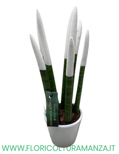 SANSEVERIA  IN VASO DI CERAMICA DIAM. 8.5
