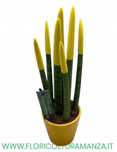 SANSEVERIA  IN VASO DI CERAMICA DIAM. 8.5