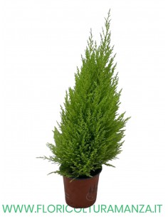 CUPRESSUM WILMA CM 14