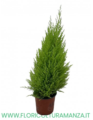 CUPRESSUM WILMA CM 14