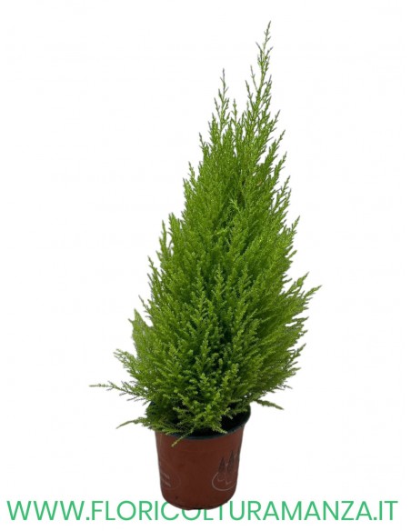 CUPRESSUM WILMA CM 14