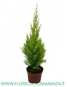 CUPRESSUM WILMA VASO 12
