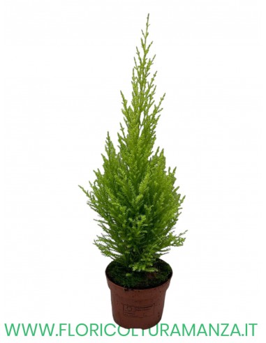 CUPRESSUM WILMA VASO 12