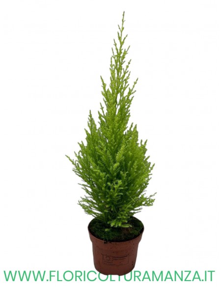 CUPRESSUM WILMA VASO 12