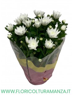 CRISANTEMI VASO 12